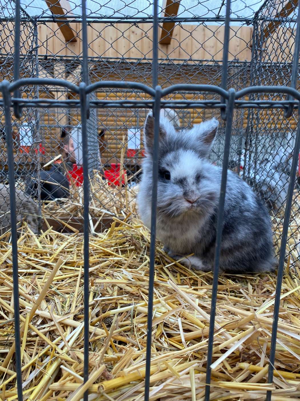 Löwenköpfchen einer jungen Züchterin